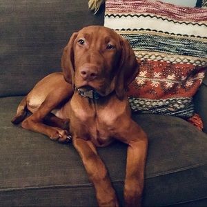 Meet your Posher, Joy